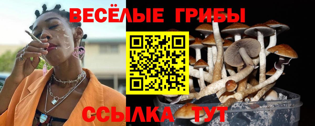 Галлюциногенные грибы GOLDEN TEACHER  закладки  Галлюциногенные грибы Magic Shrooms  Камень-на-Оби  Вход с VPN 